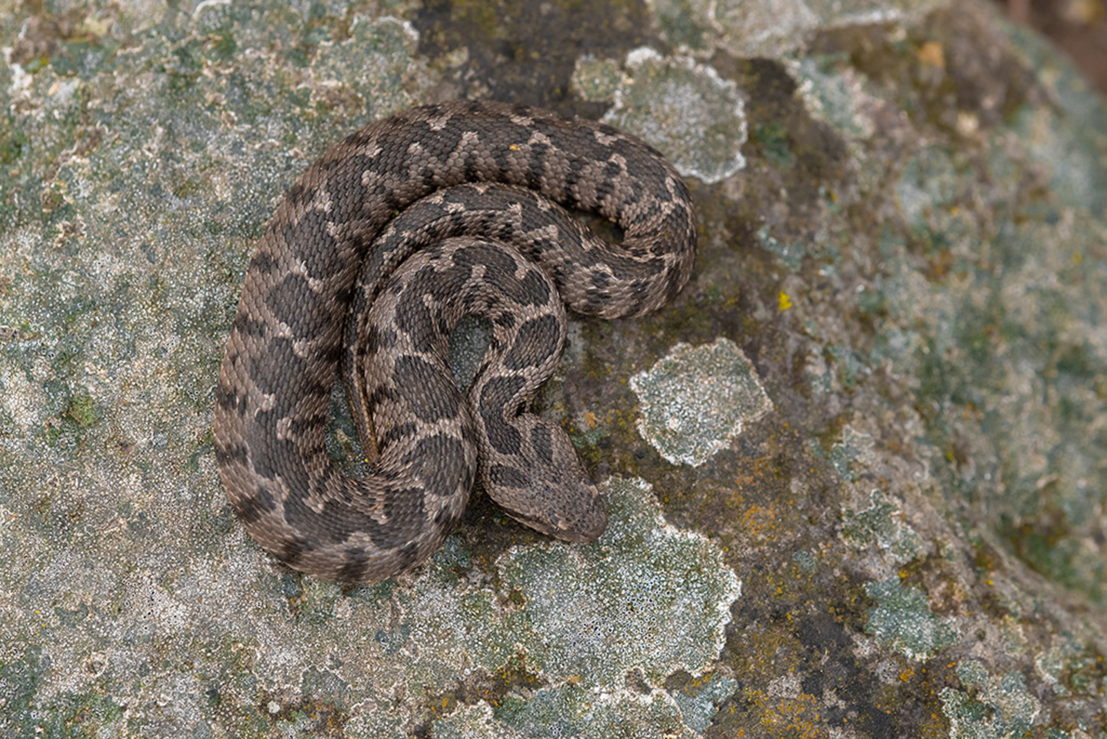 Ottomaanse Adder