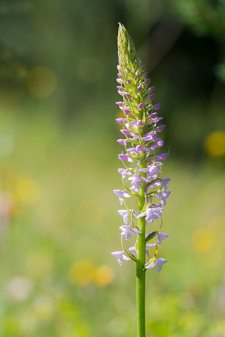 Grote Muggenorchis