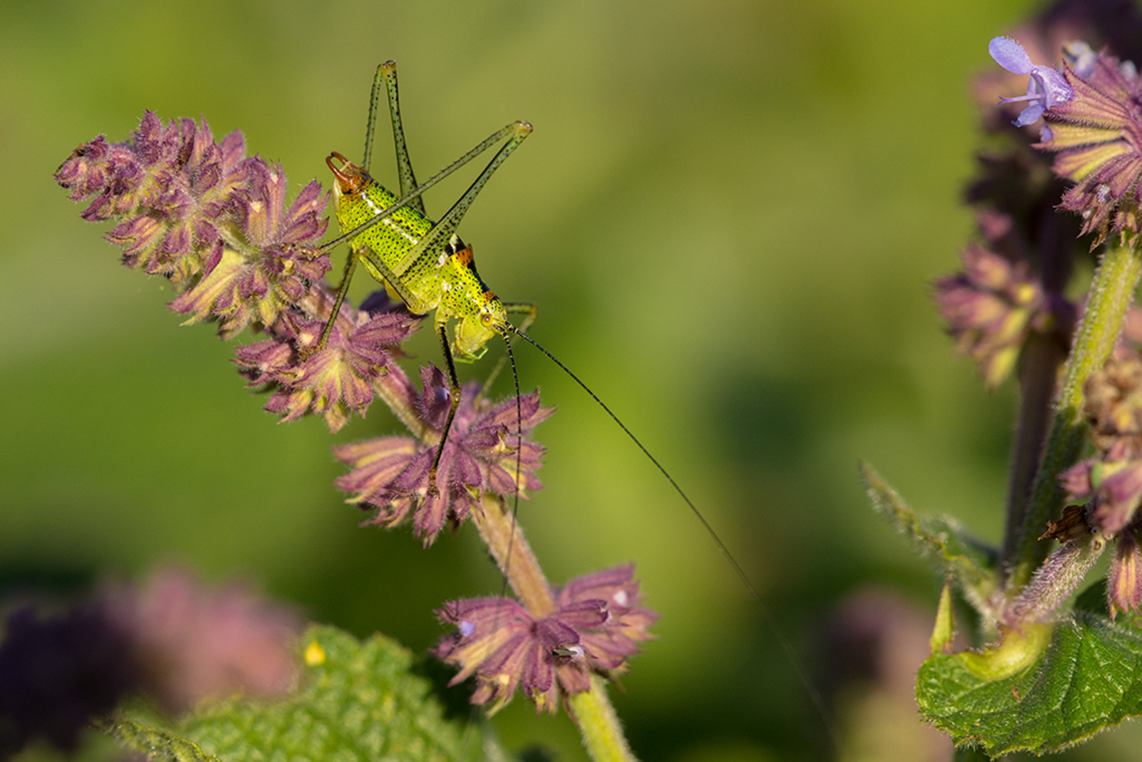 Poecilimon thoracicus