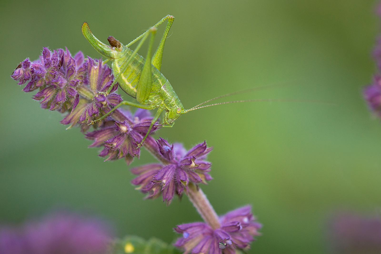 Poecilimon ampliatus