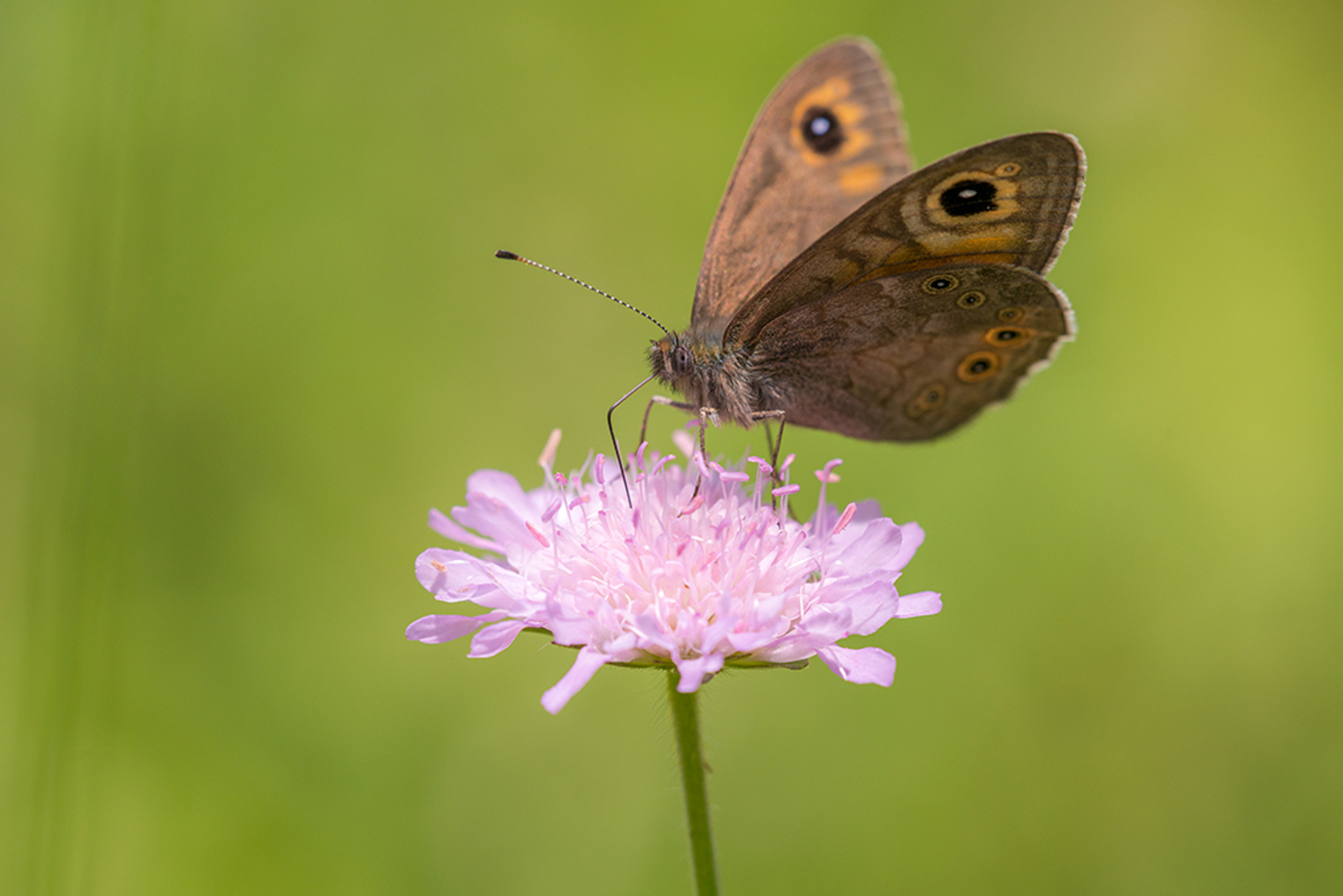Kleine Rotsvlinder