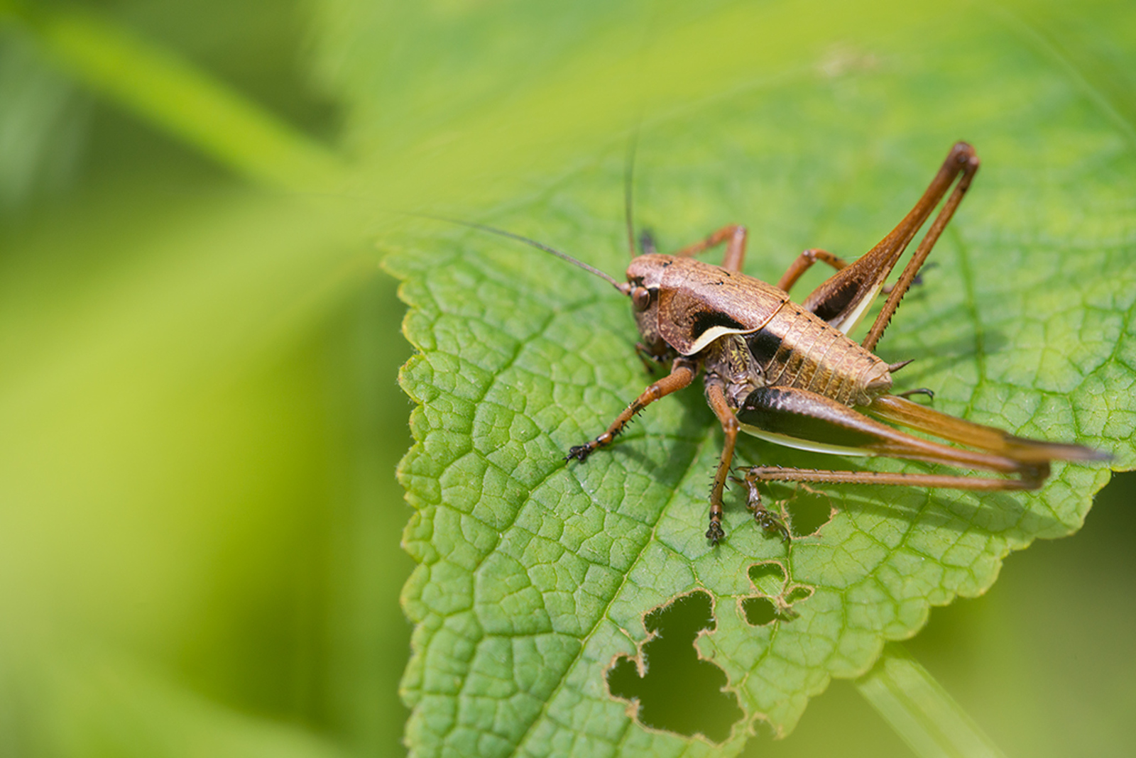 Pholidoptera fallax