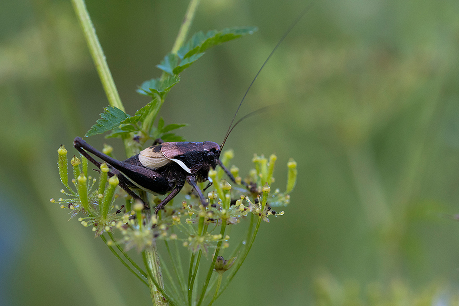 Pholidoptera aptera