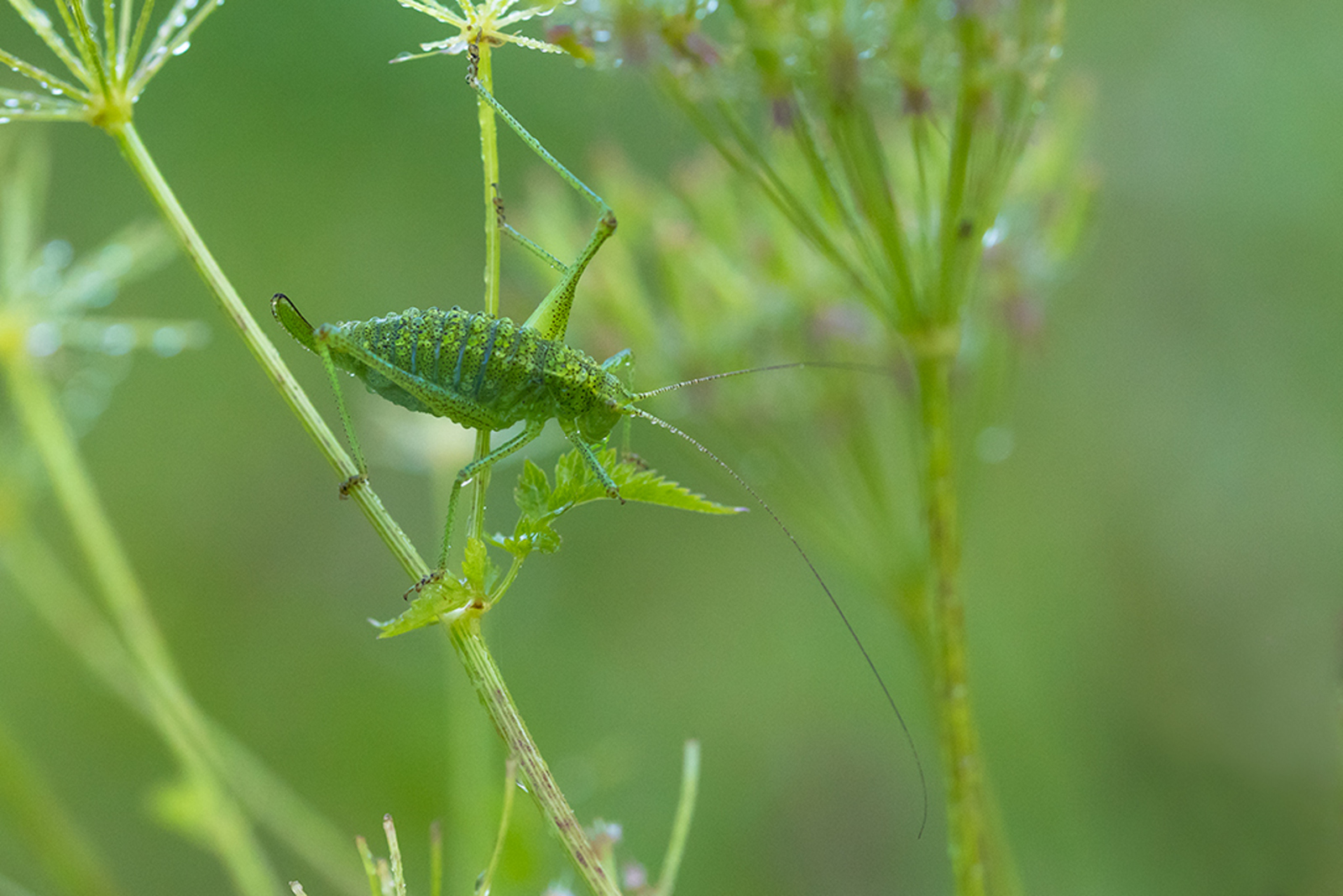 Poecilimon brunneri