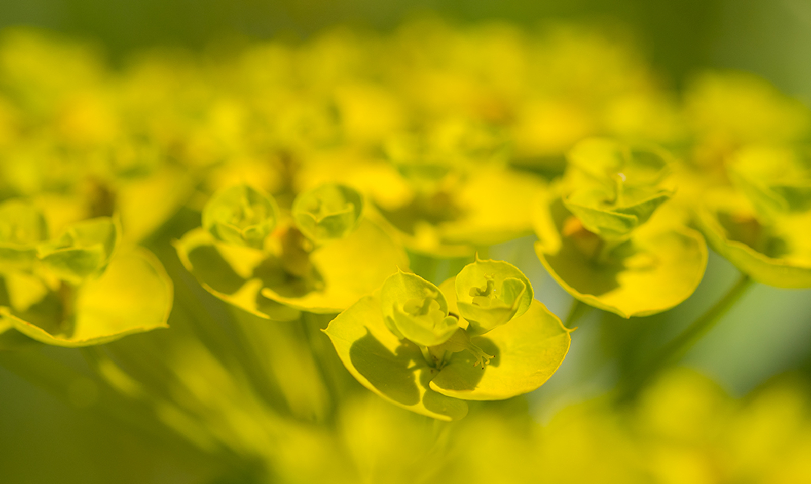 Wolfsmelk / Euphorbia spec.