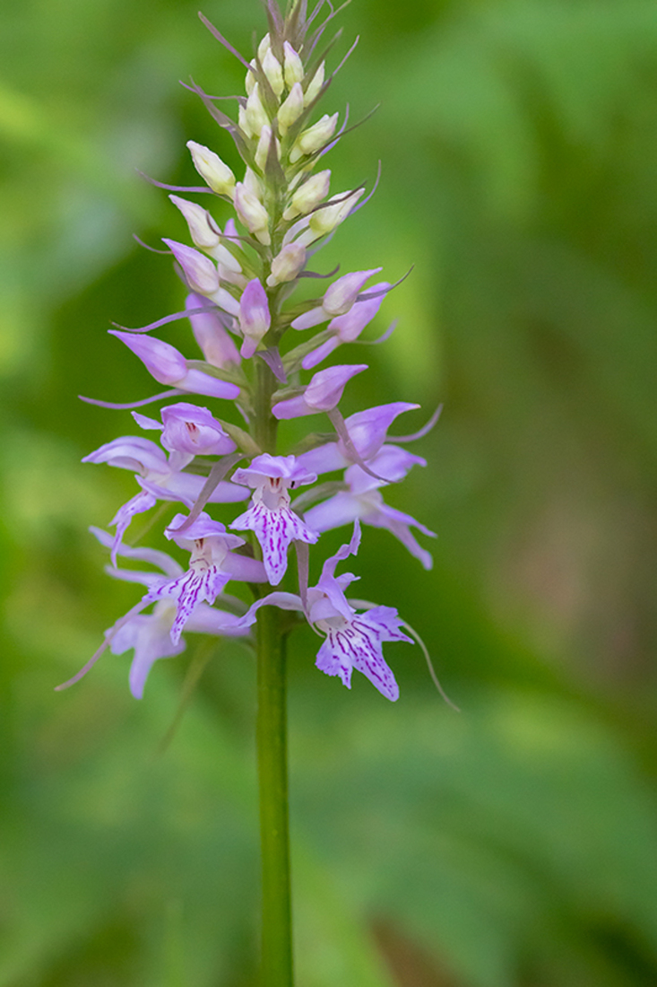 Dactylorhiza saccifera