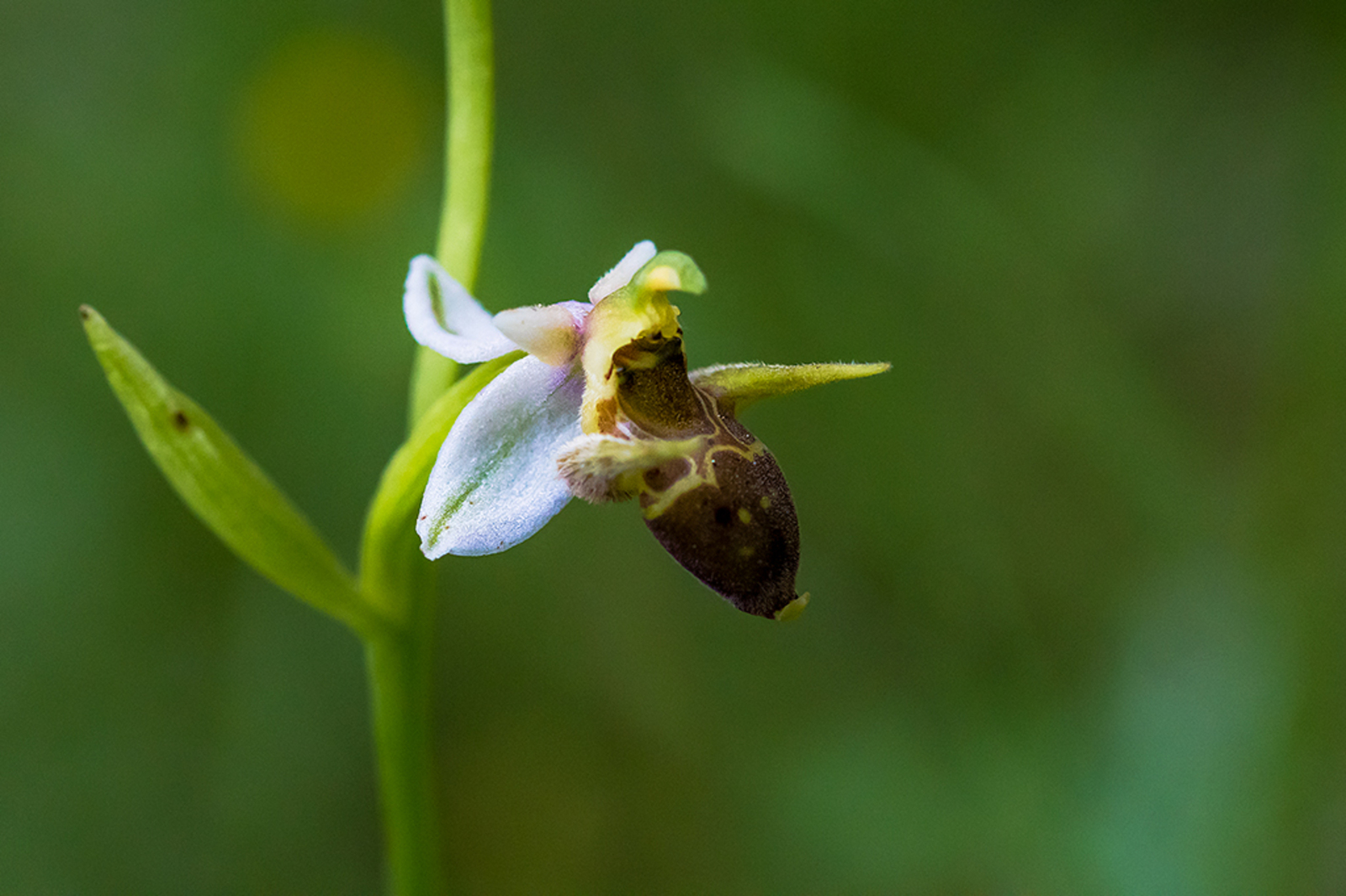 Ophrys oestrifera