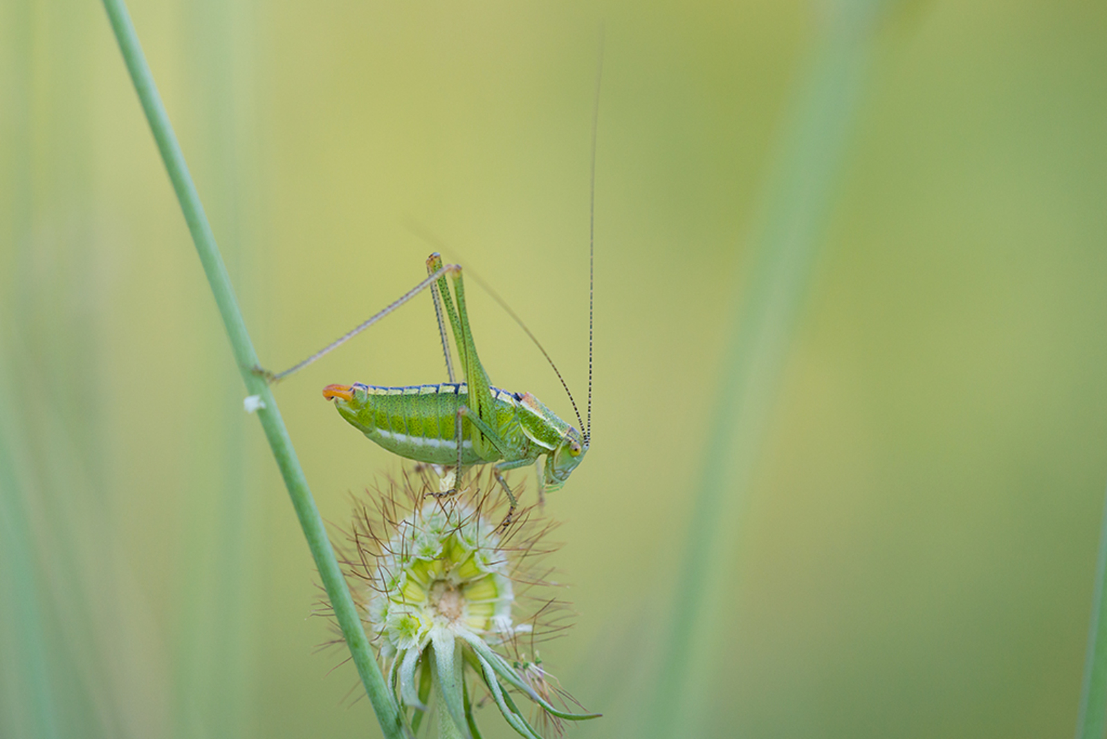 Poecilimon macedonius