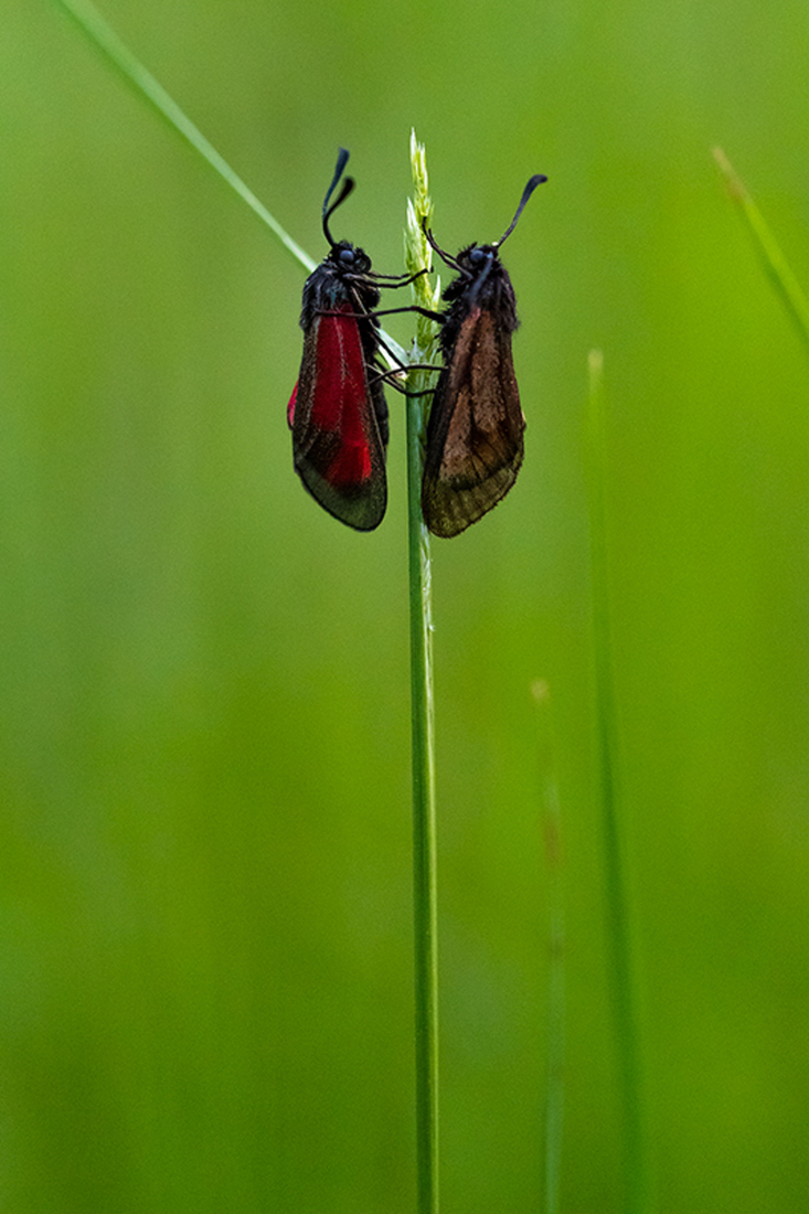 Zygaena punctum