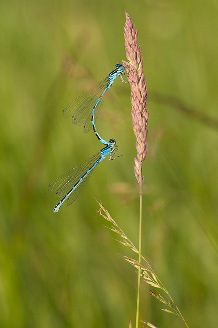 Vogelwaterjuffer