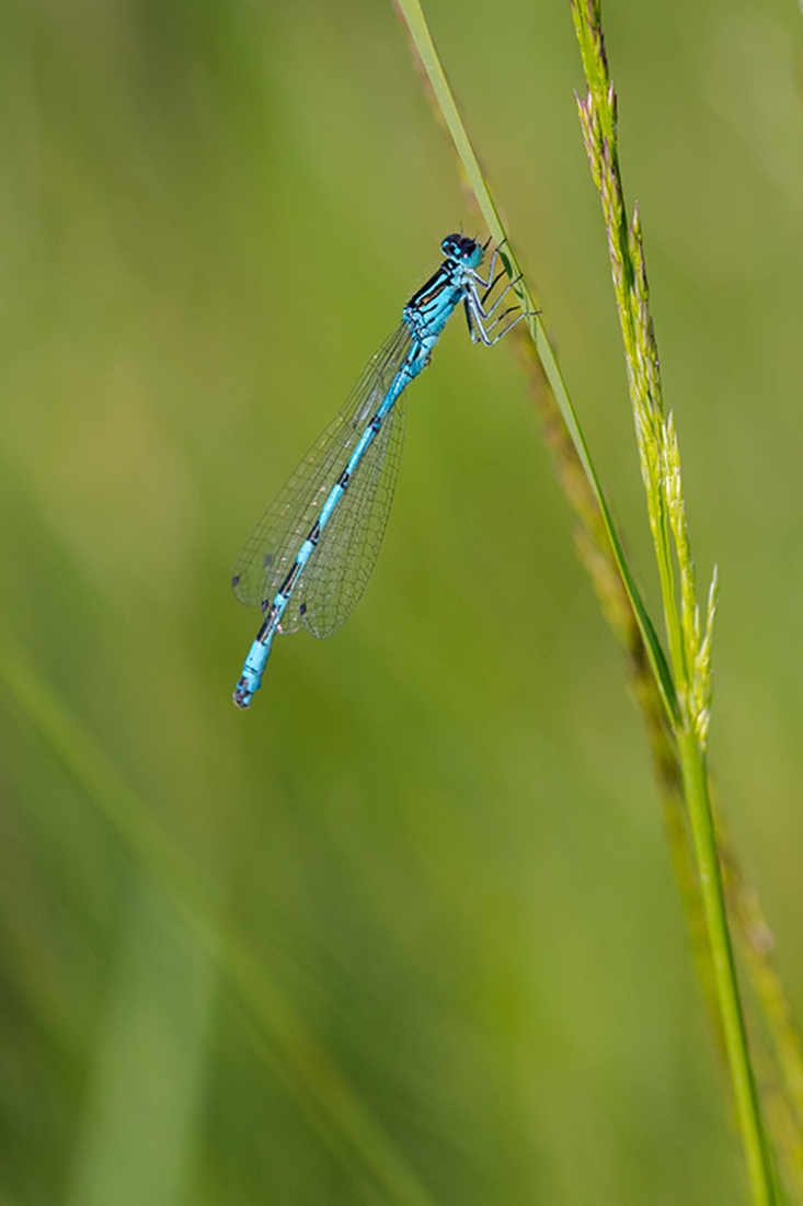 Vogelwaterjuffer