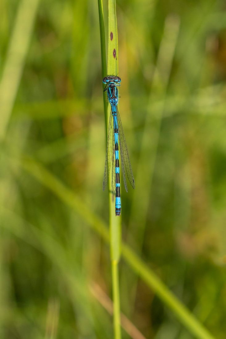 Vogelwaterjuffer
