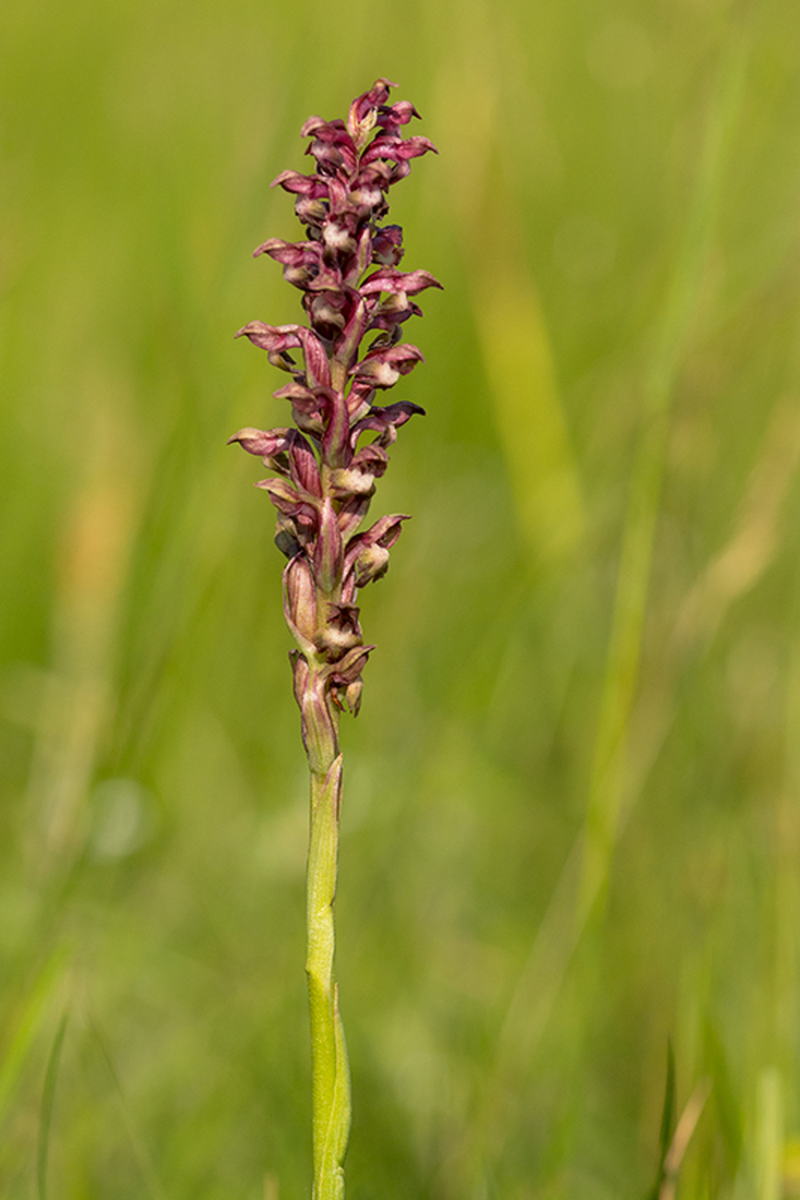 Wantsenorchis