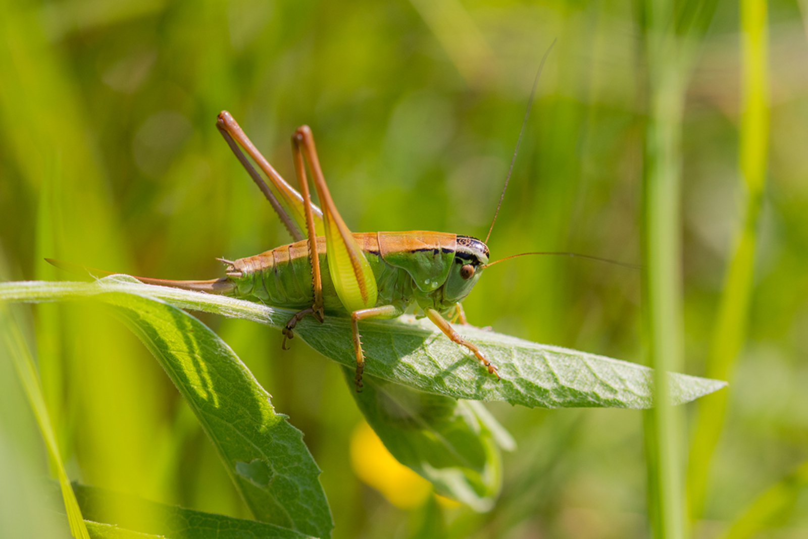 Pholidoptera frivaldsky