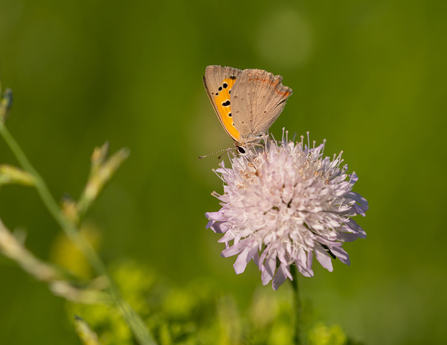 Kleine Vuurvlinder