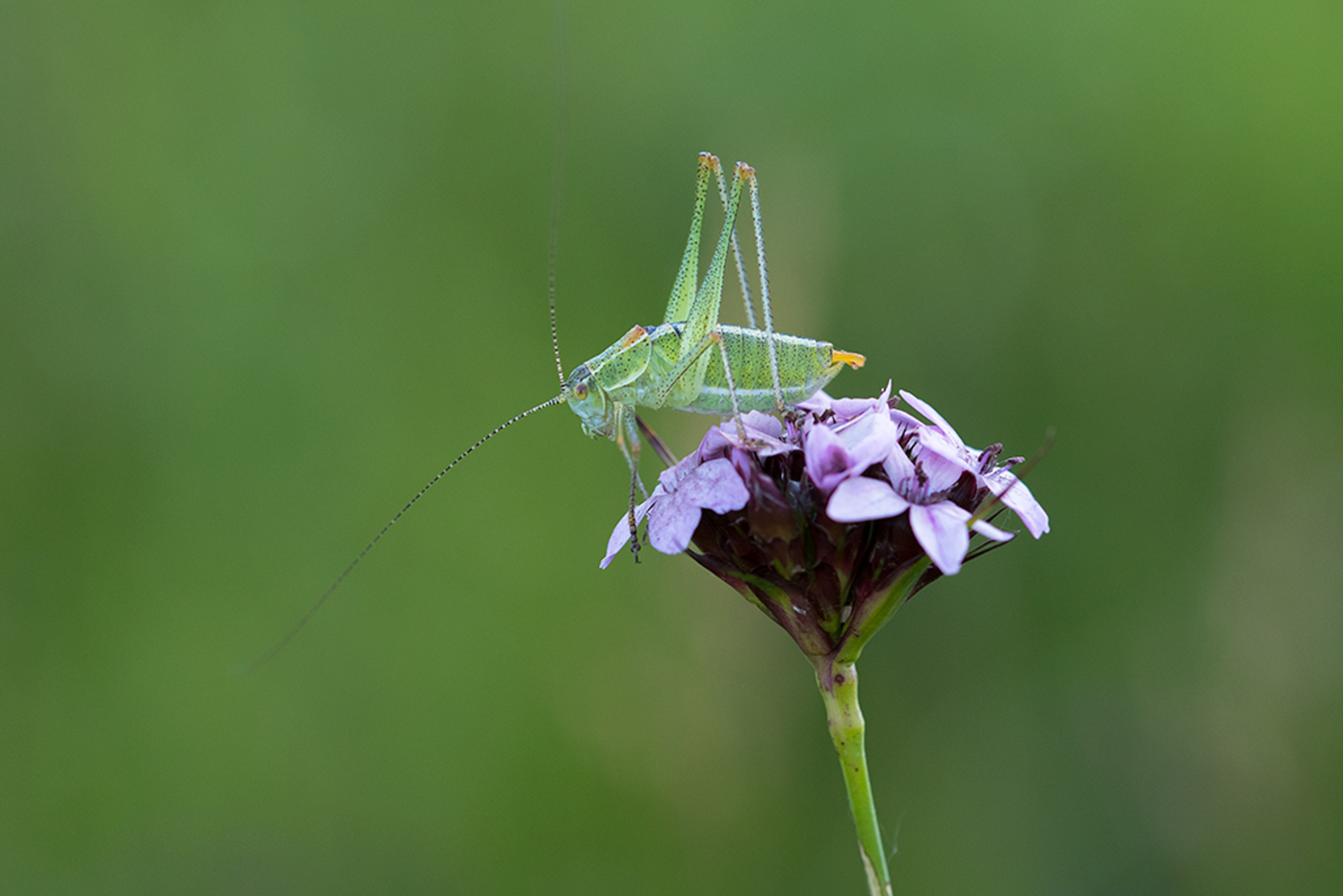 Poecilimon macedonius