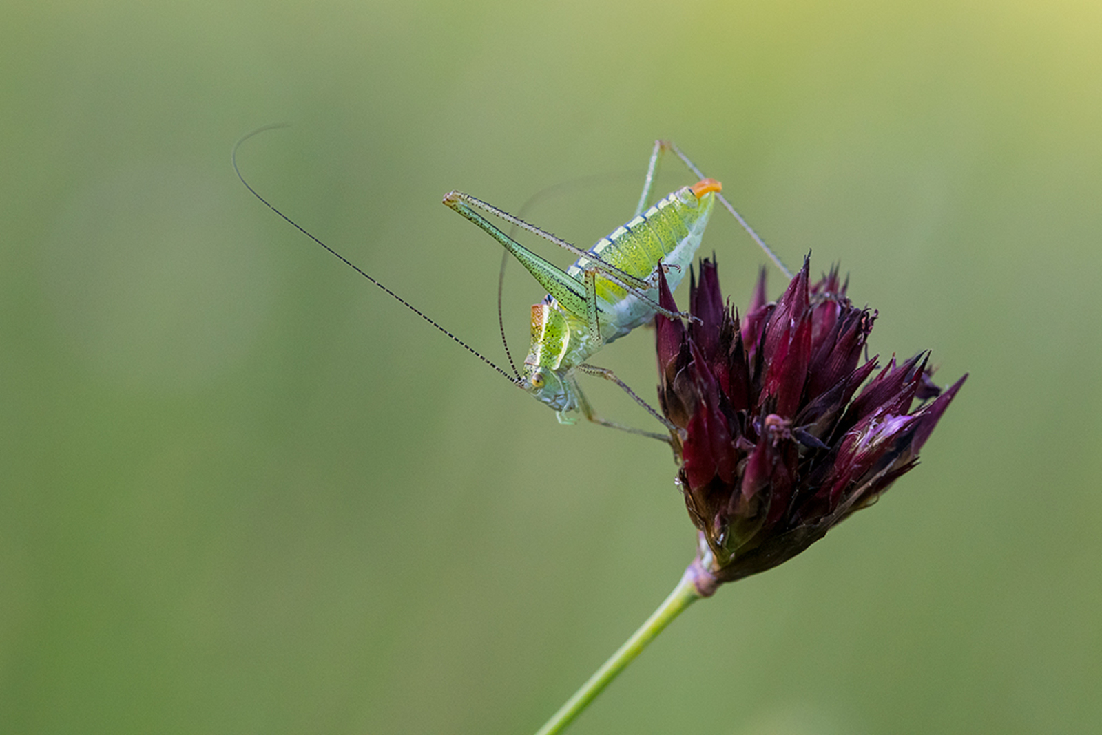Poecilimon macedonius