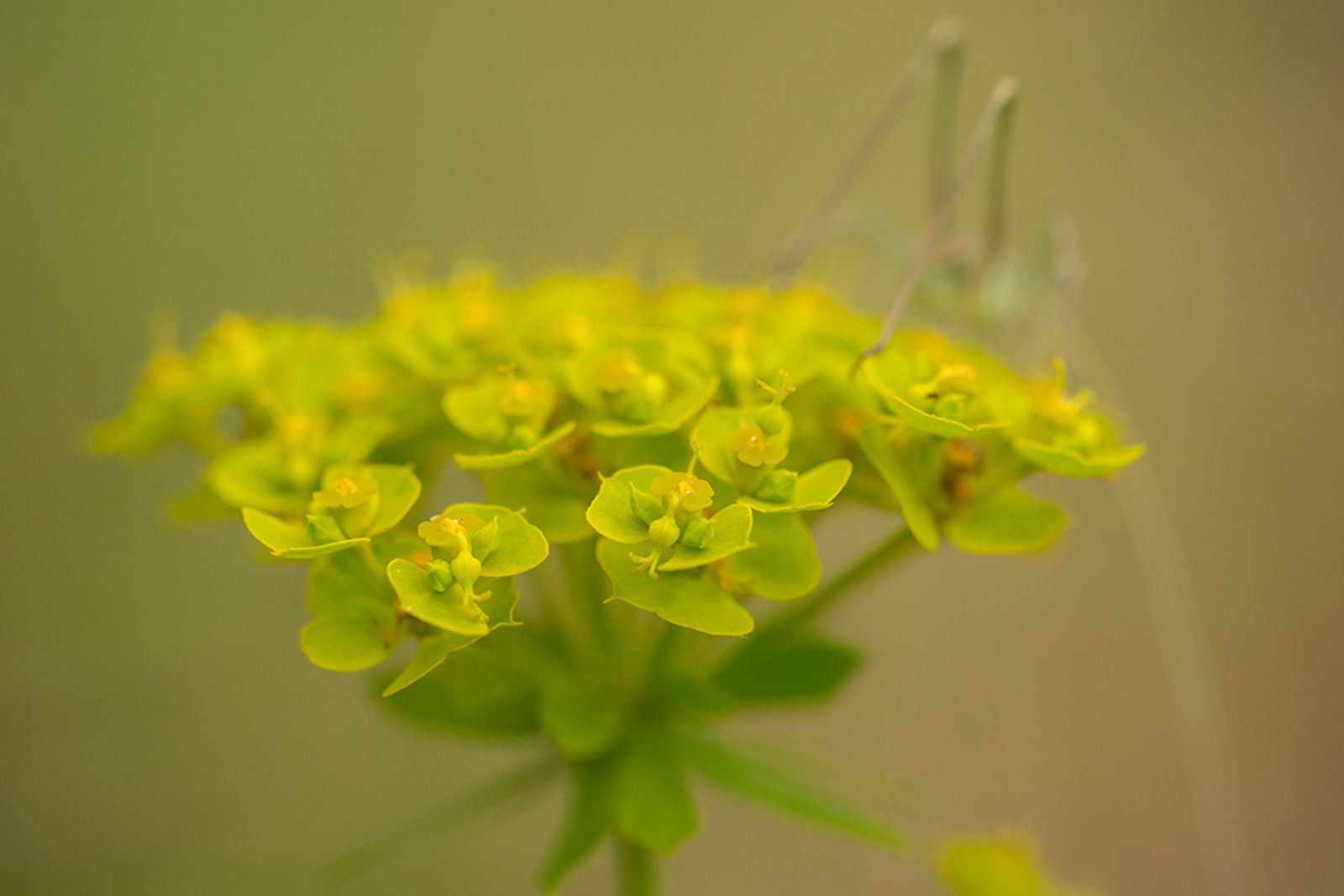 Wolfsmelk / Euphorbia spec.