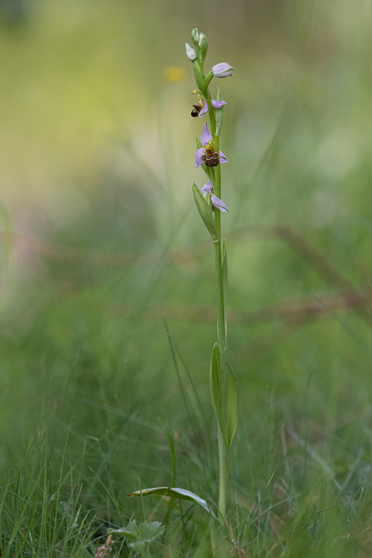 Bijenorchis