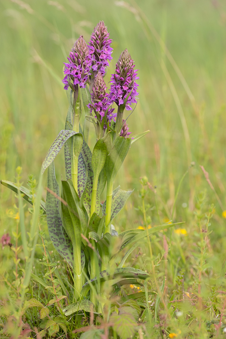 Gevlekte Rietorchis