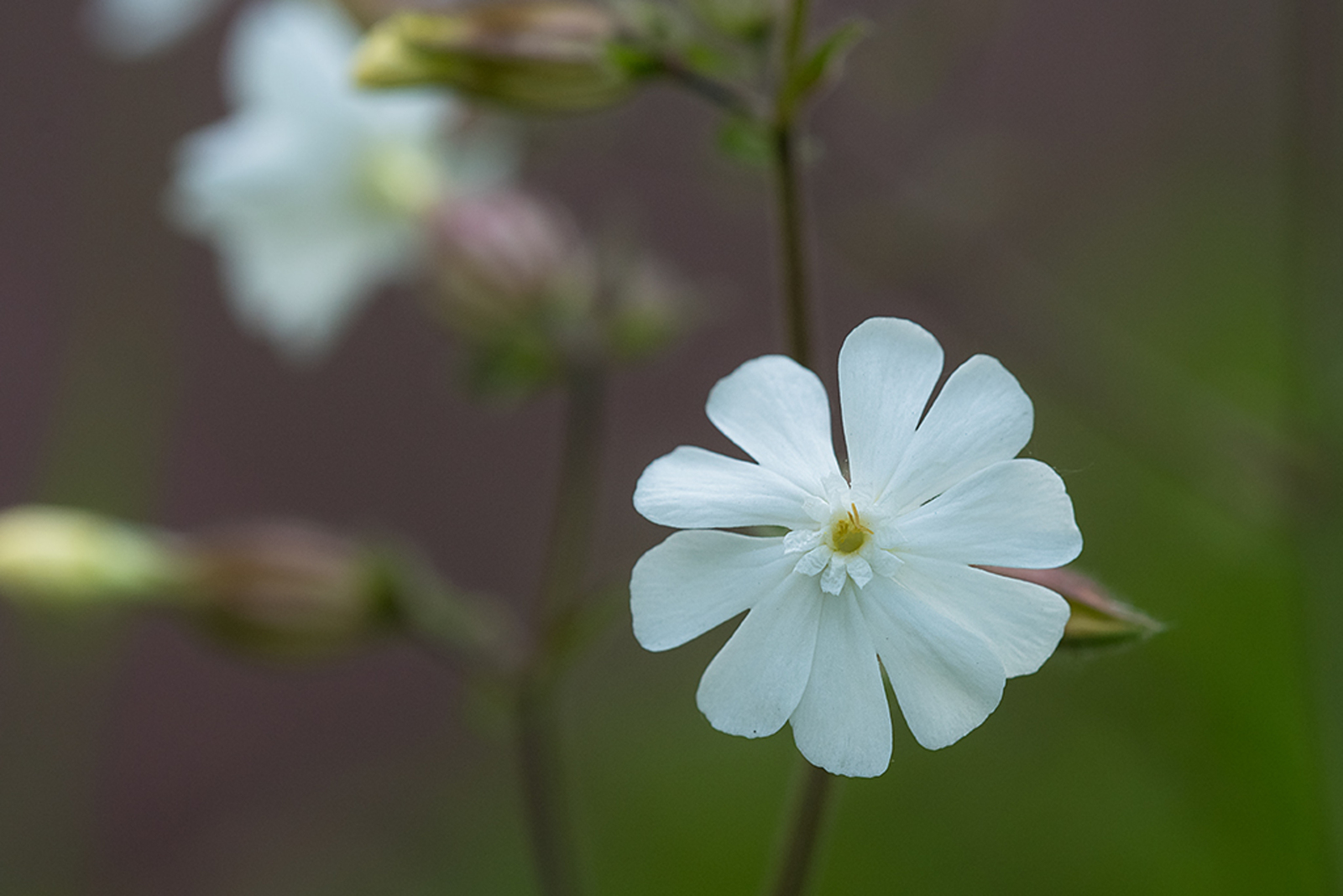 Avondkoekoeksbloem