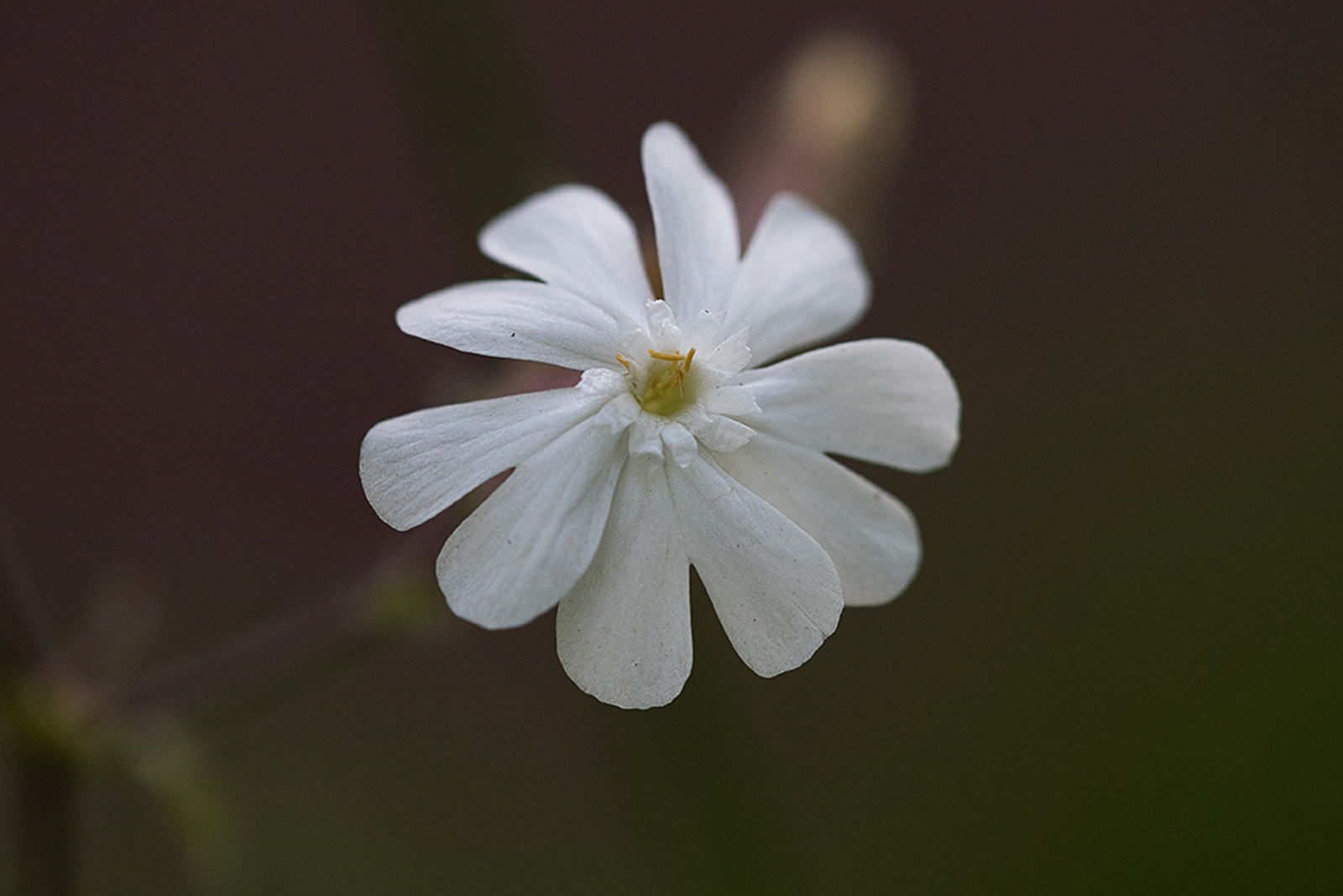 Avondkoekoeksbloem