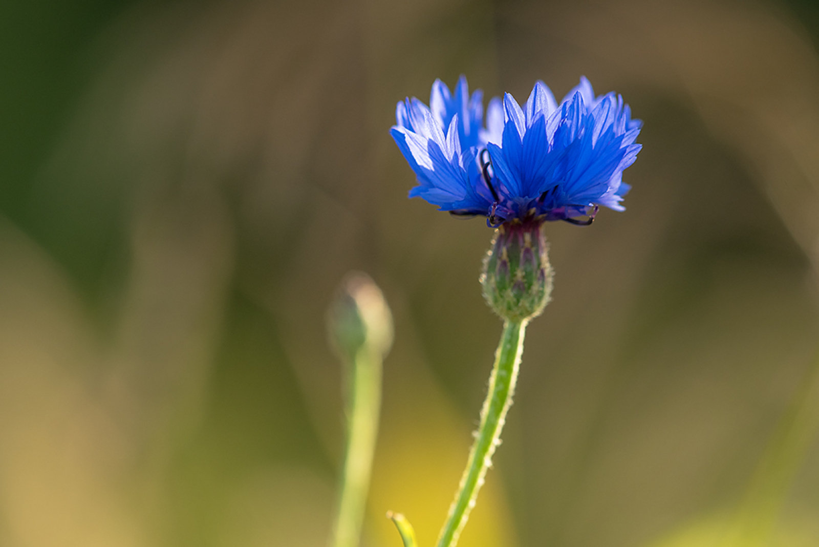 Korenbloem