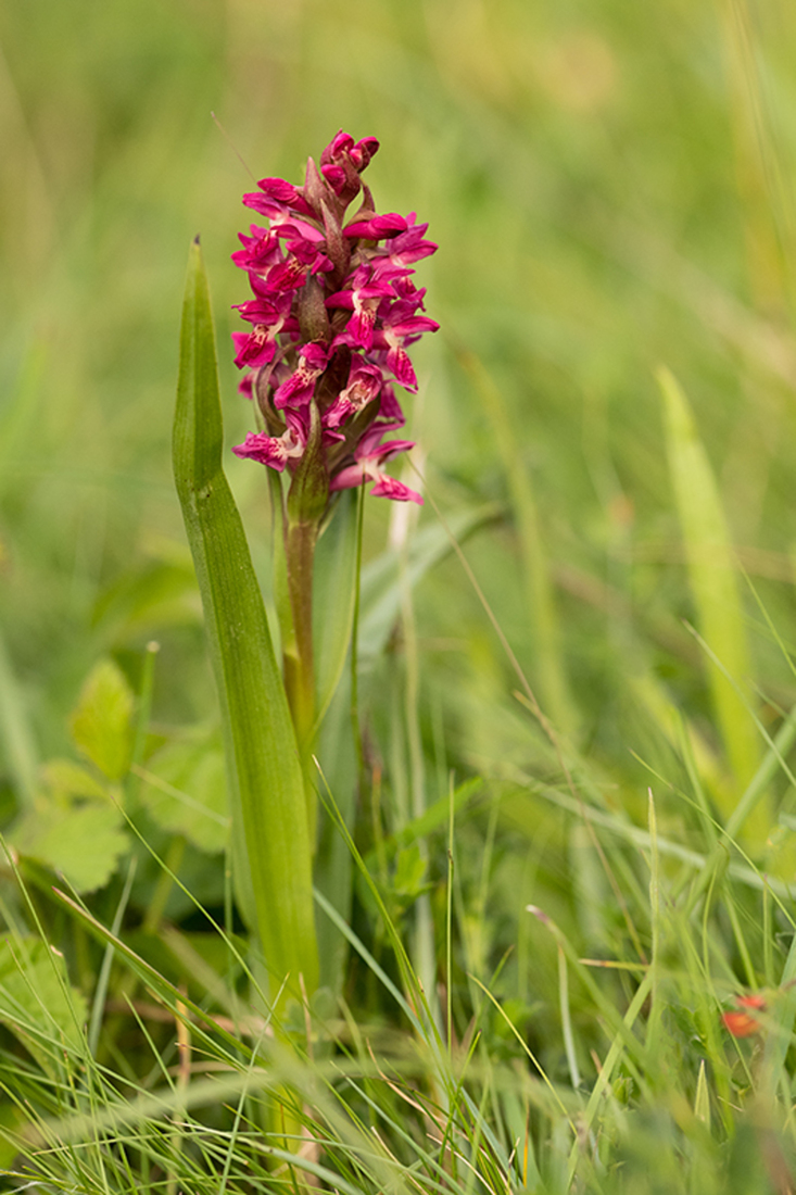 Steenrode Orchis