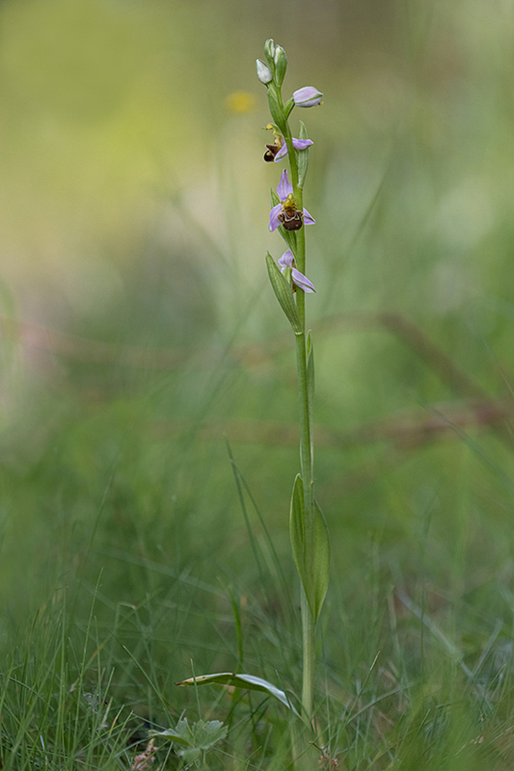 Bijenorchis