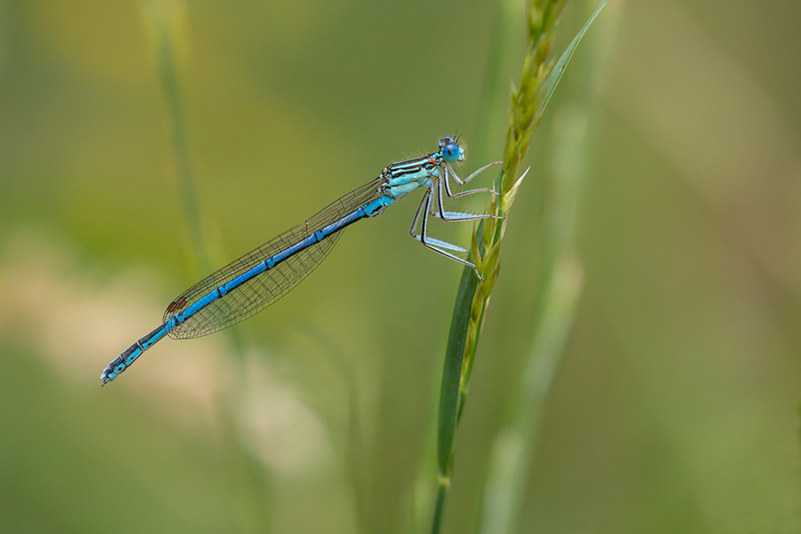 Blauwe Breedscheenjuffer