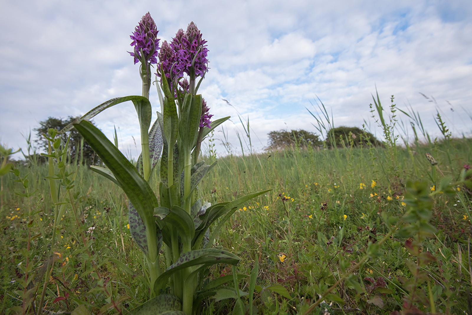 Foto van de maand Juli 2026