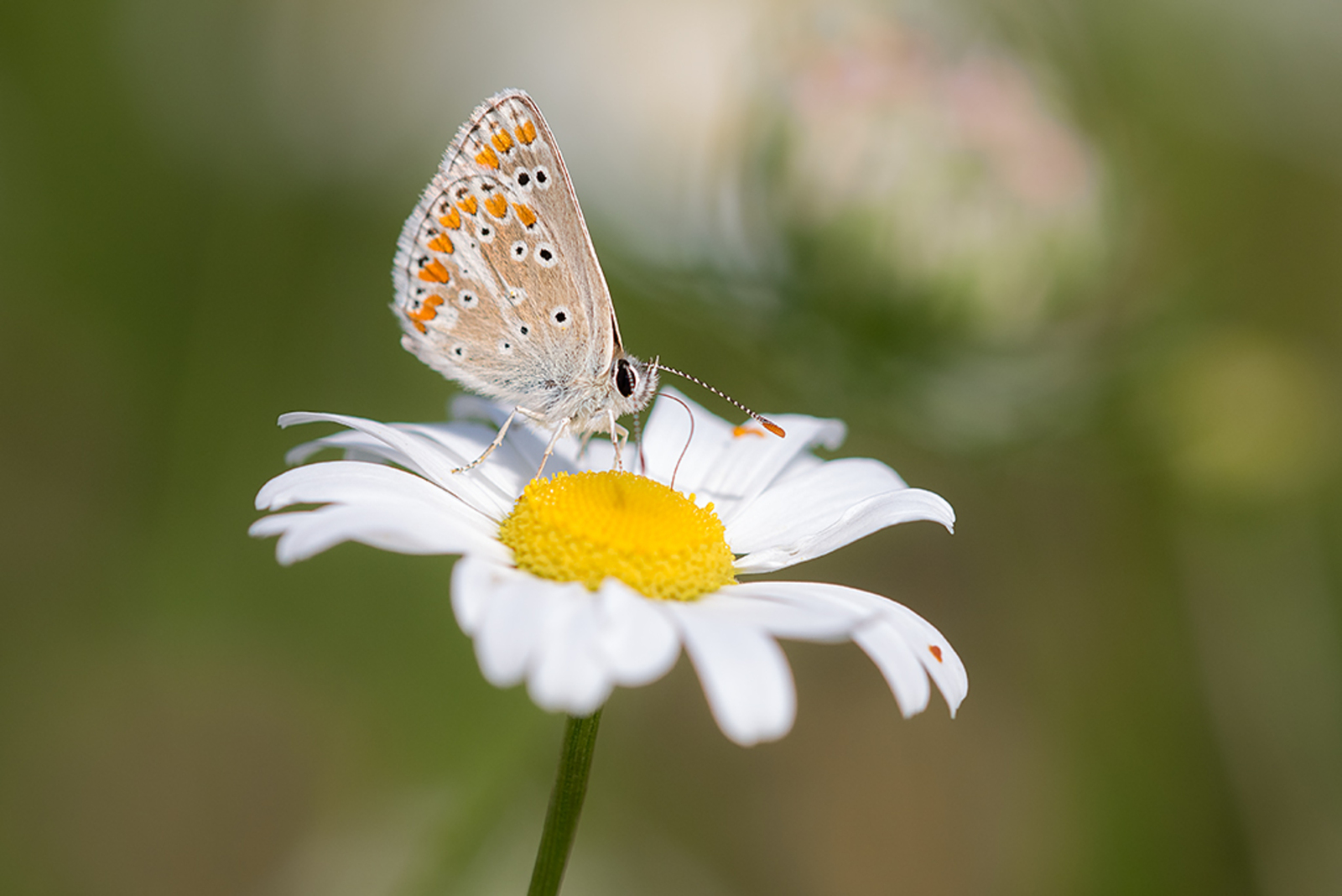 Bruin Blauwtje