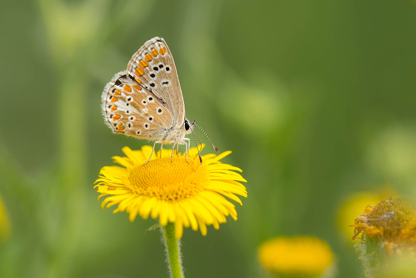 Bruin Blauwtje