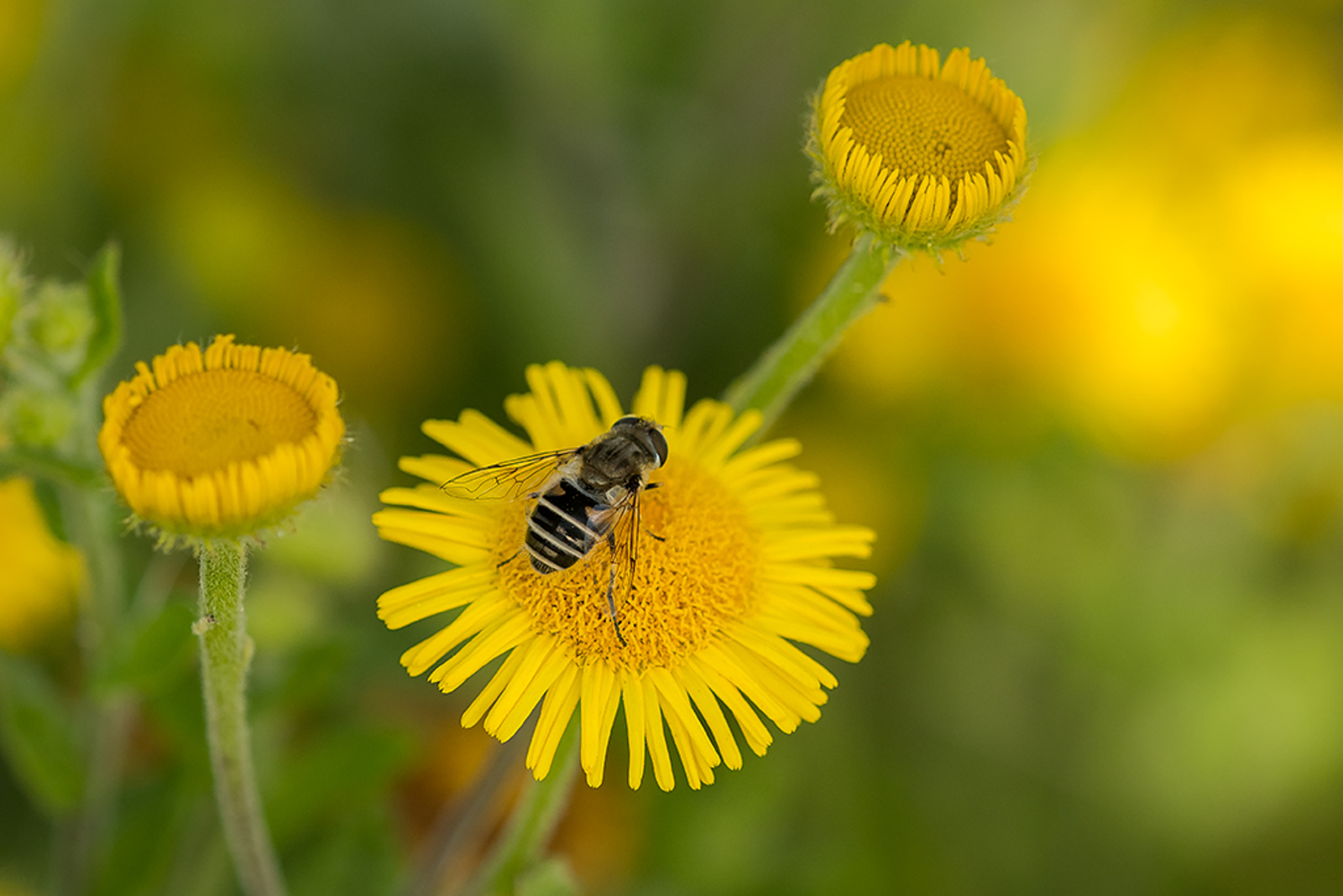 Kleine Bijvlieg