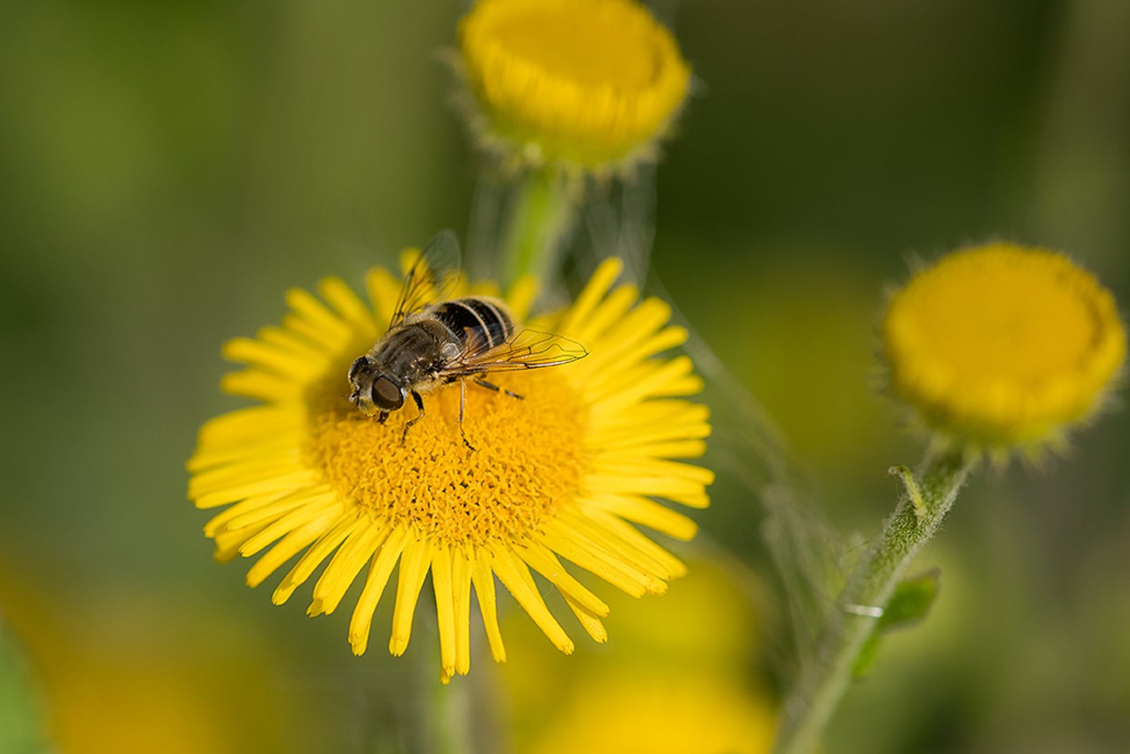 Kleine Bijvlieg