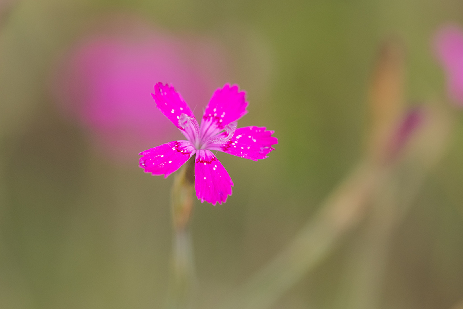 Steenanjer