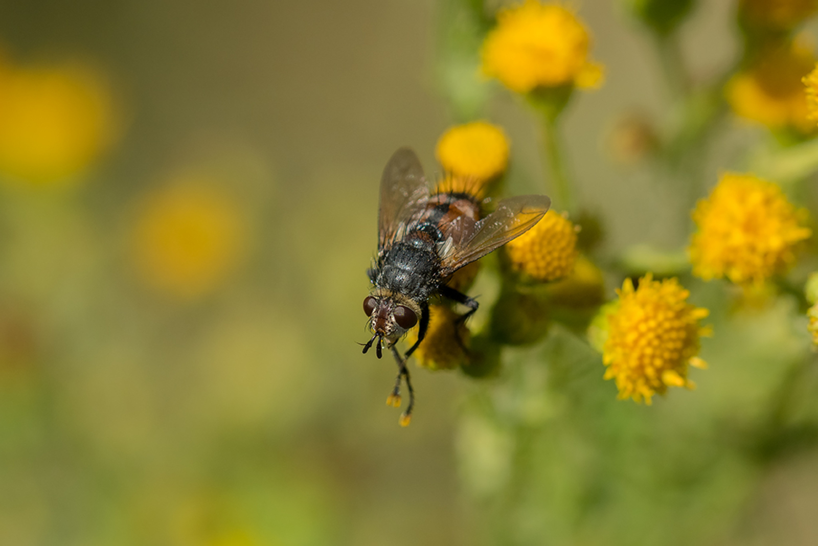 Peleteria rubescens