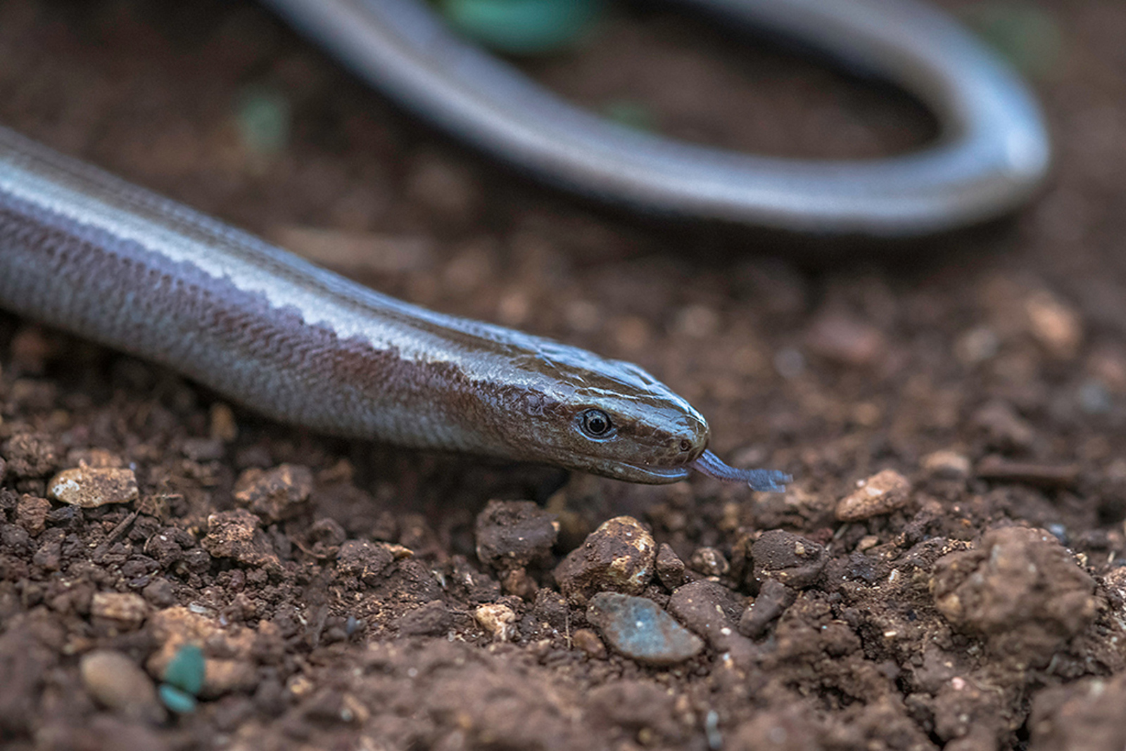 Peloponnesoshazelworm