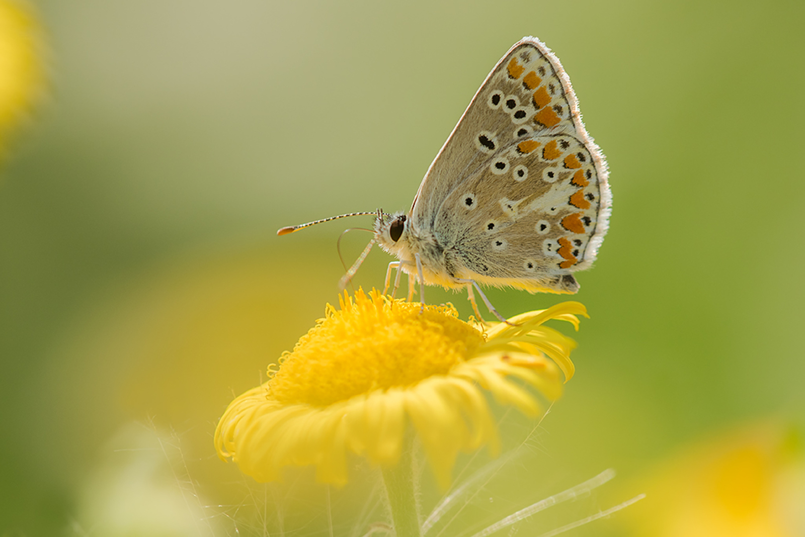 Foto van de maand September 2026