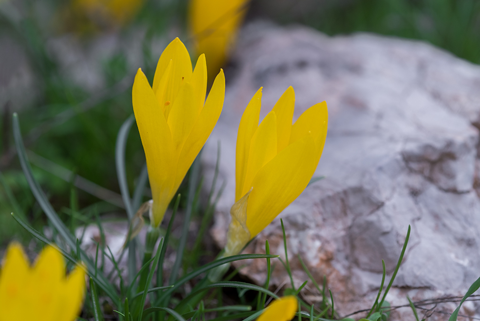 Sternbergia lutea - Gele Amaryllis