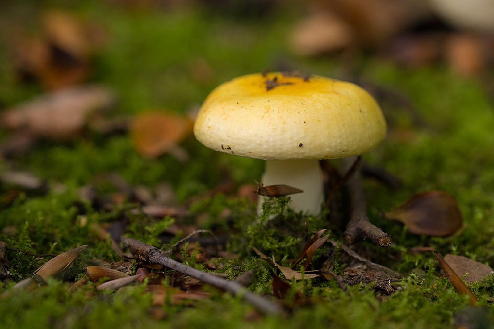 Zonnenrussula