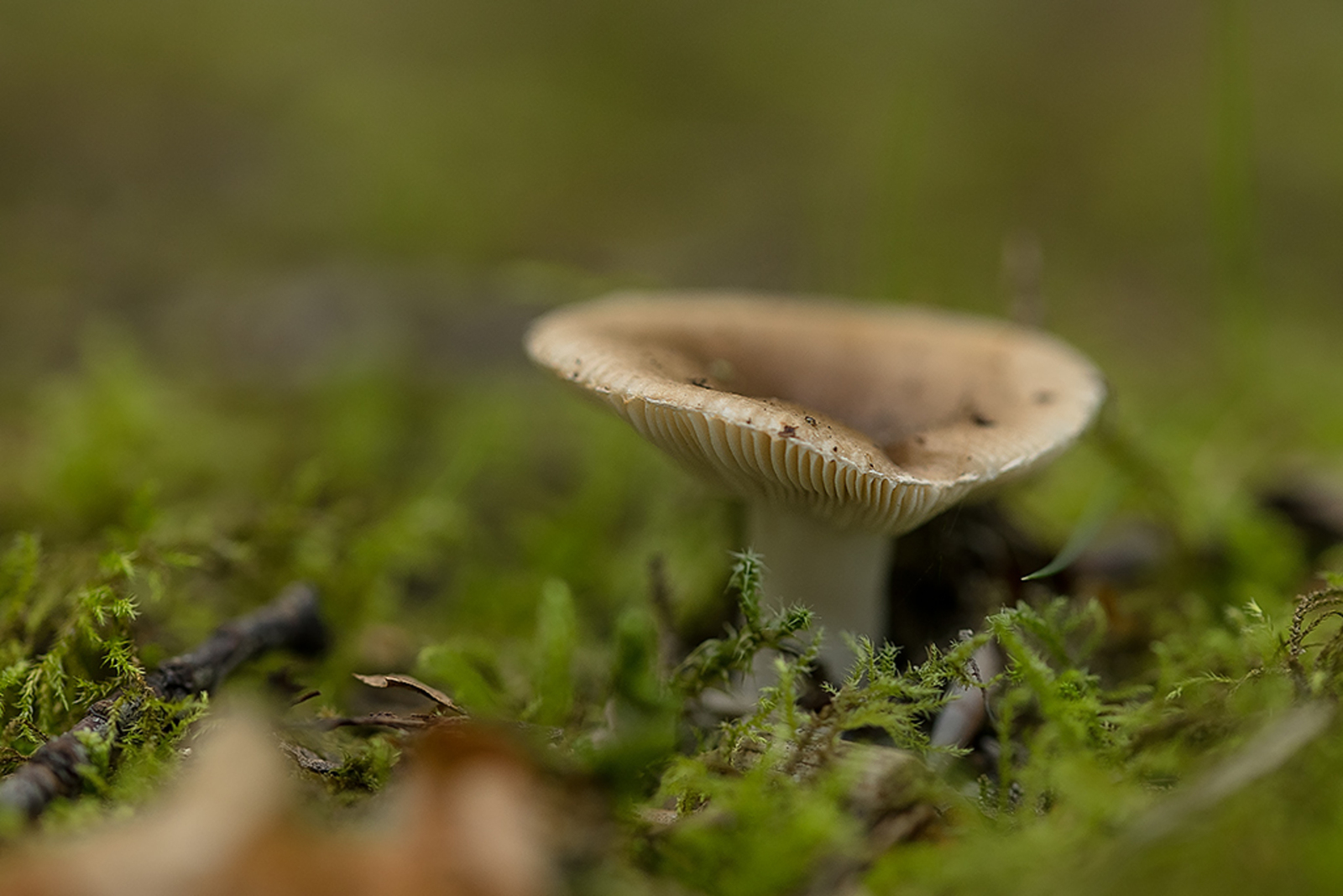Kamrussula