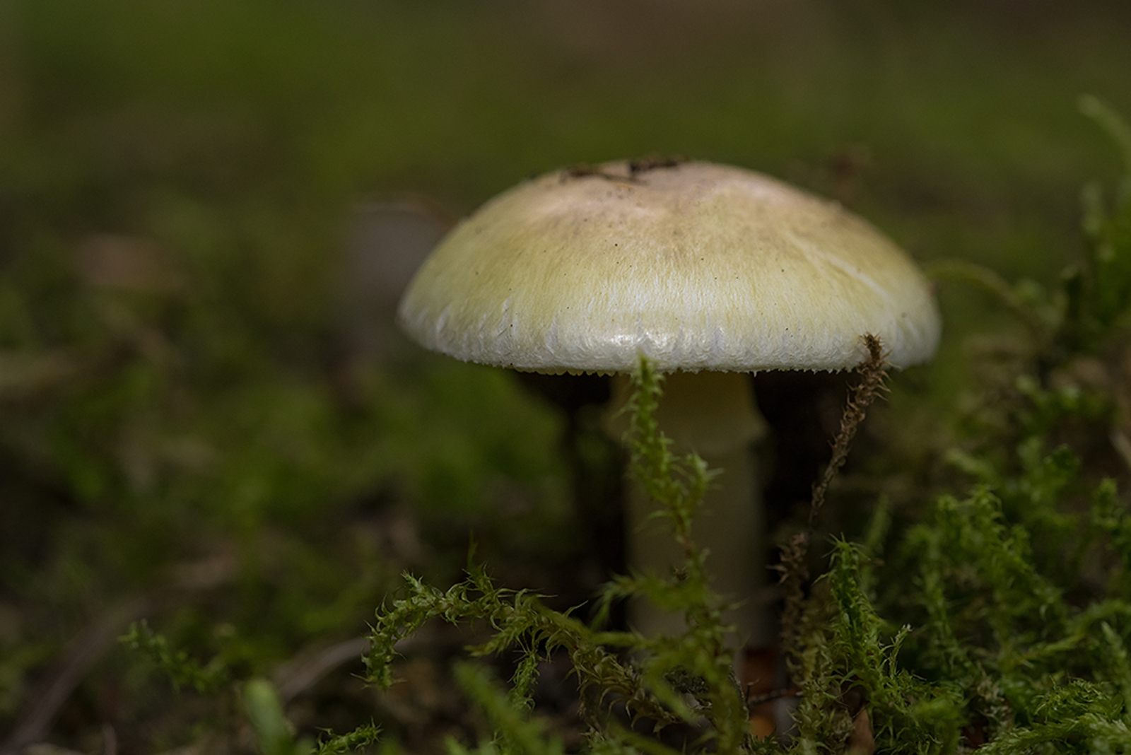 Groene Knolamaniet