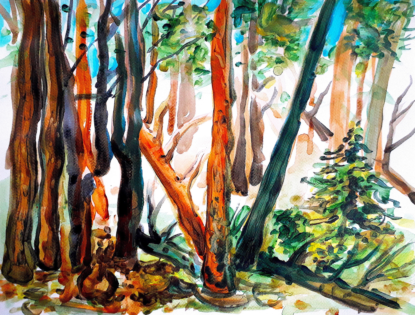 Op de flanken van de Imboschberg 2