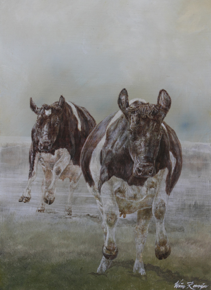 Fries- Hollandse koeien weer naar buiten