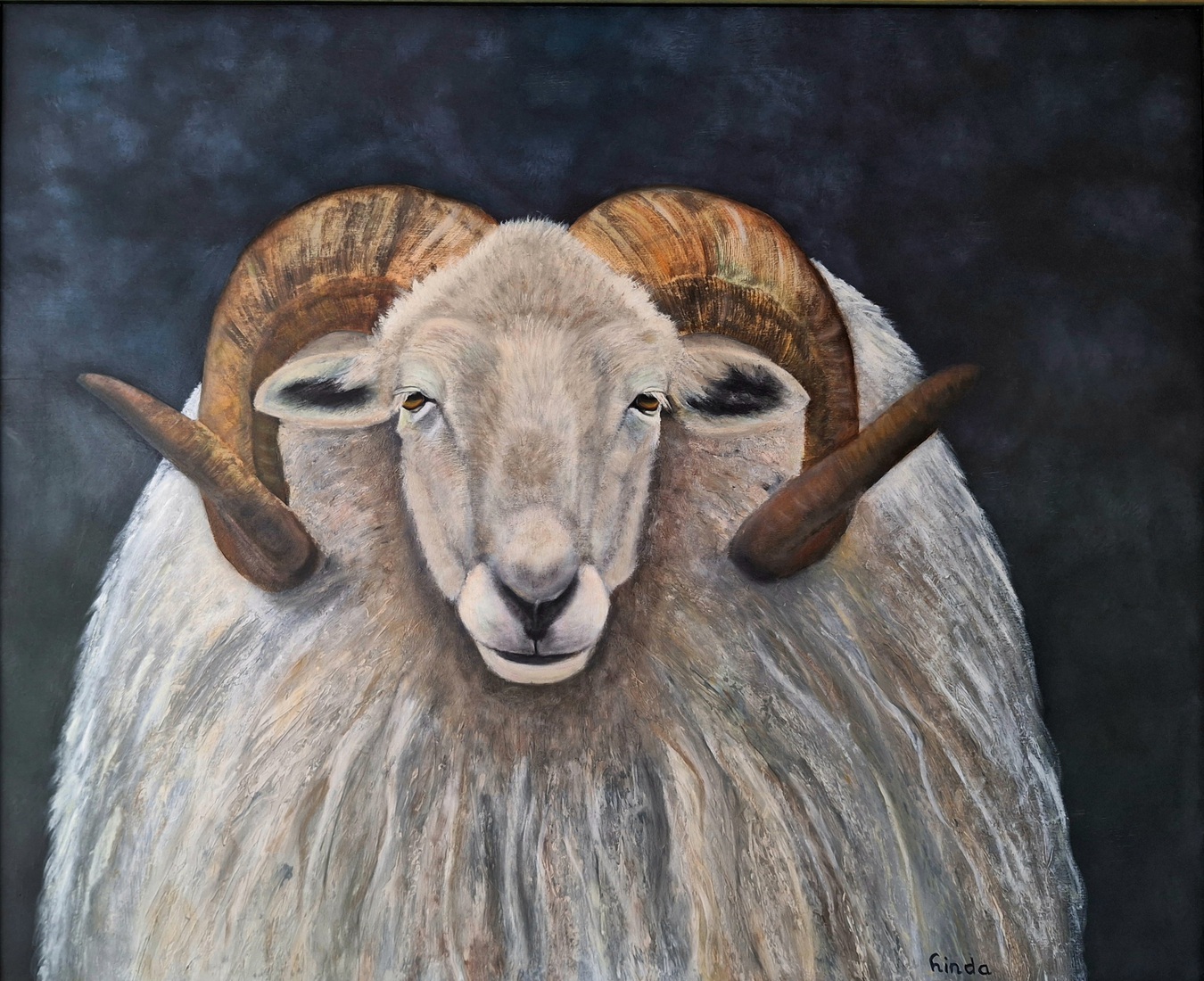 Drents heideschaap ram