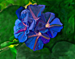 Bloemen