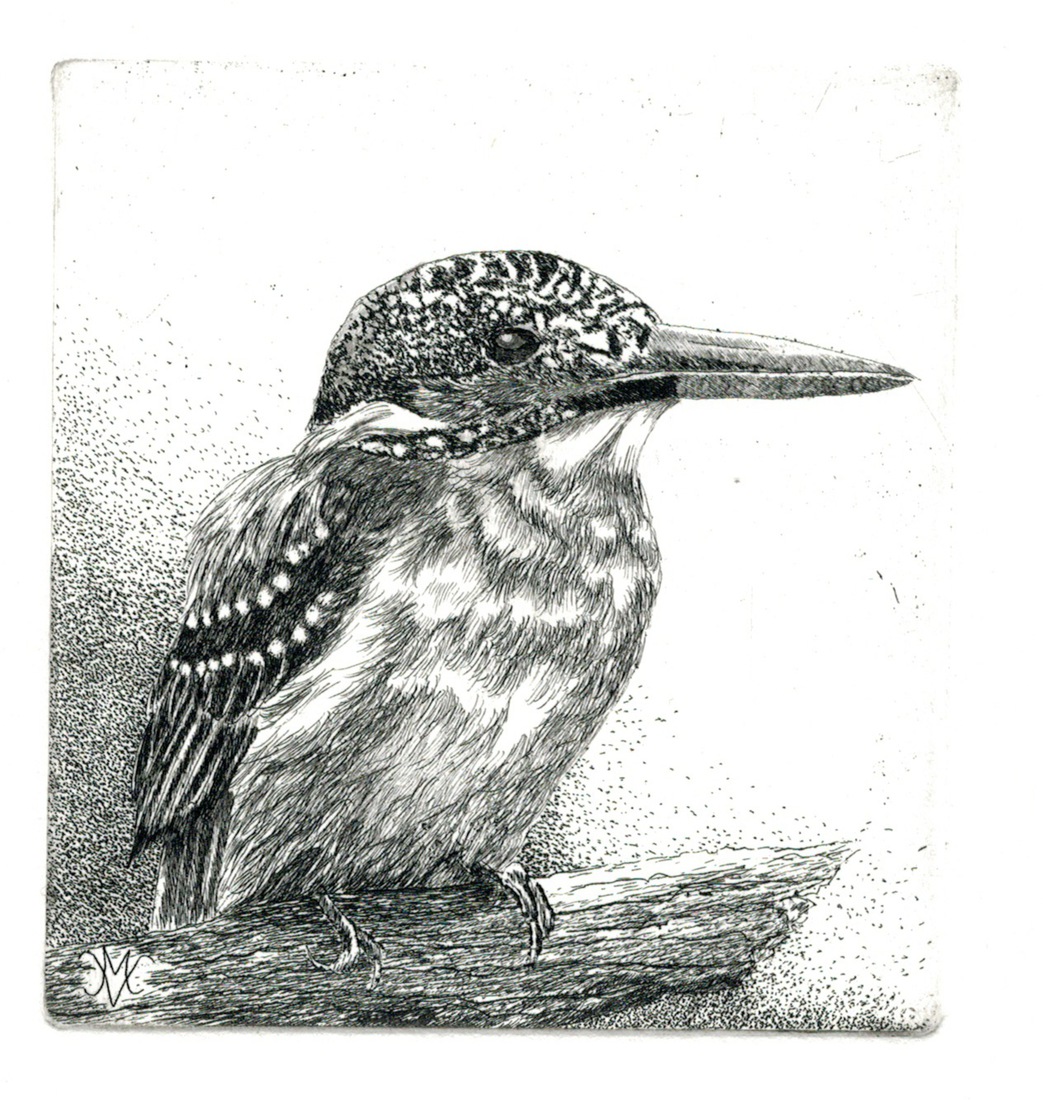 IJsvogel