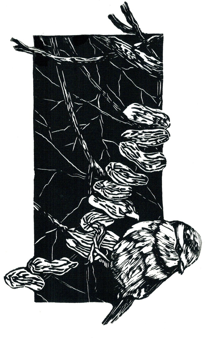 Pimpelmees met pinda's