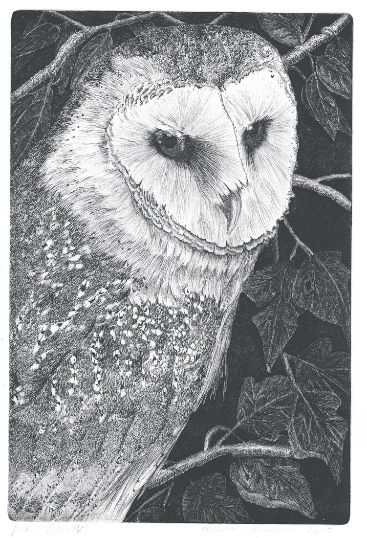 Barn owl